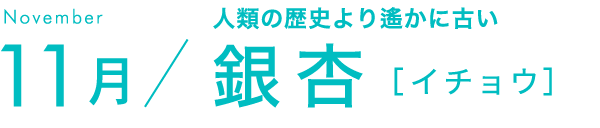 11月 人類の歴史より遙かに古い 銀杏［イチョウ］