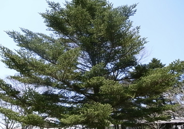 樅