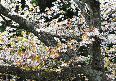 山桜